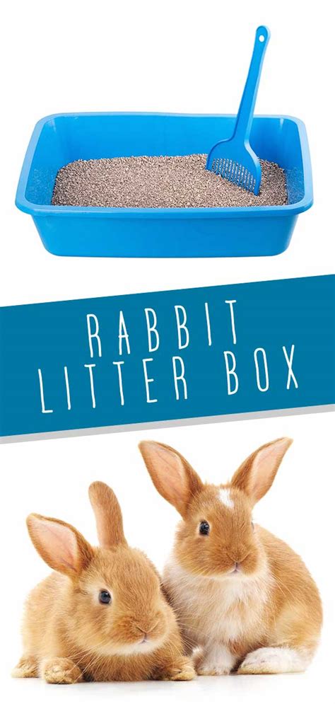 metal litter box bunny|bum box rabbit litter.